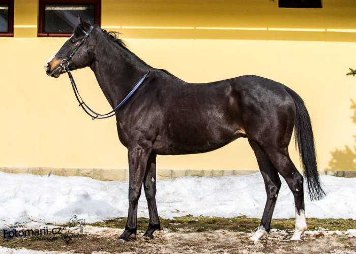 Přihlášky do Pardubic a Lysé nad Labem