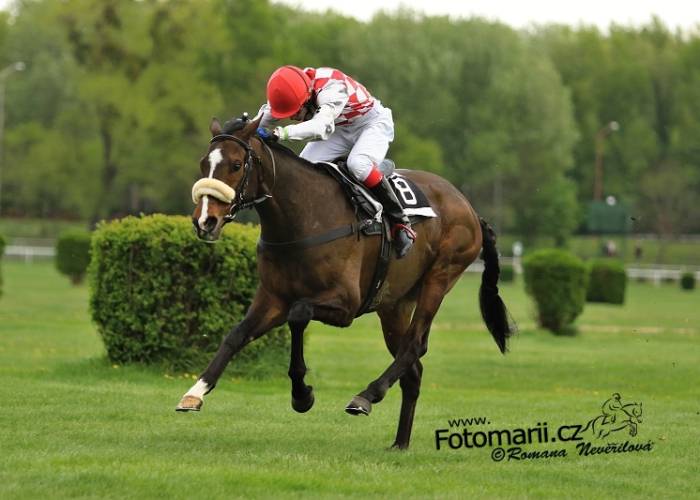 Startky do Pardubic a Lysé nad Labem