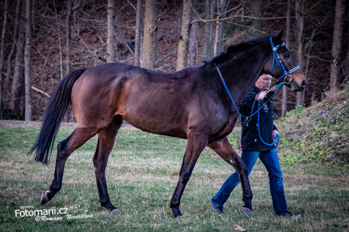 Mr.Right vítězem Českomoravské ceny