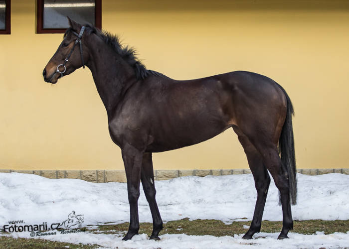 V neděli na OAKS – výsledky