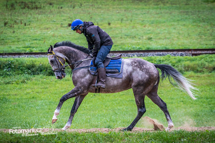 V neděli na Gomba handicap a Velkou dubnovou