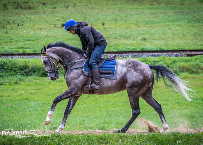 V neděli na Gomba handicap a Velkou dubnovou