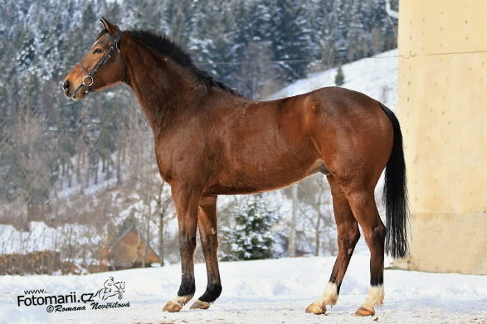 Čekají nás první Pardubice s Brog Deasem