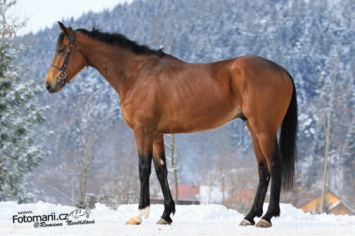 V sobotu do Brna v neděli Bratislava