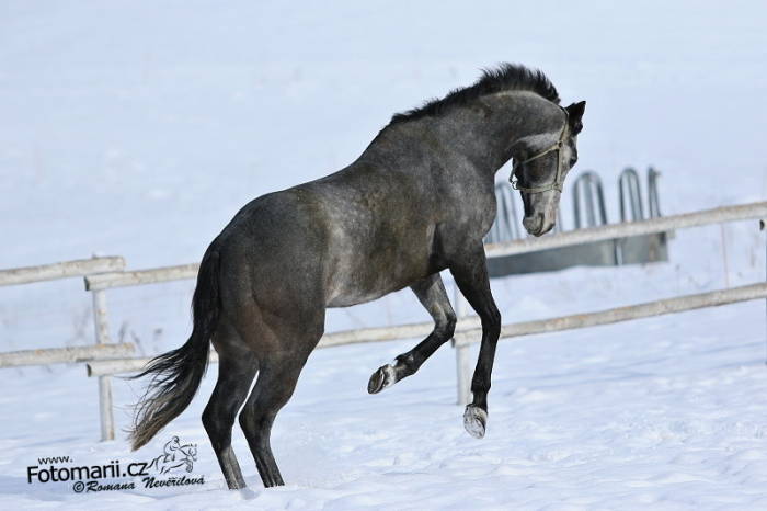 V neděli do Bratislavy – výsledky