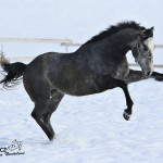 Valencio Holčák - foto: Romana Nevěřilová - www.fotomarii.cz