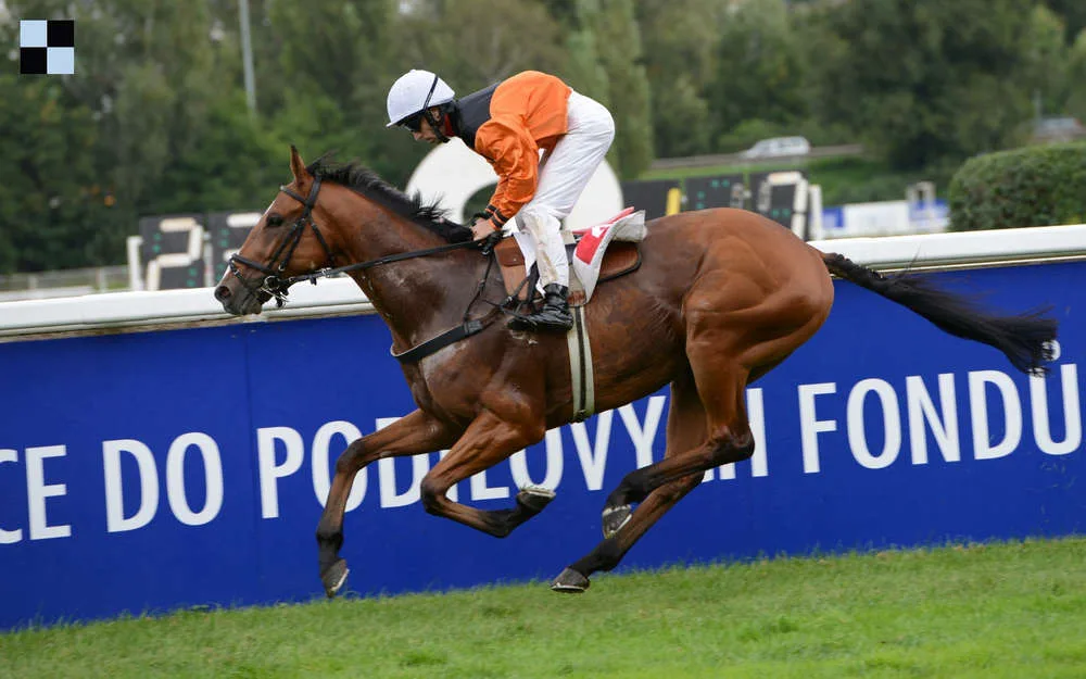 New Attack - Bohumil Křižan - Galopp Reporter