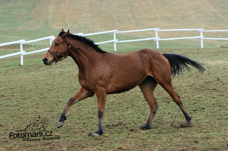 Valencio Holčák - foto: Romana Nevěřilová - www.fotomarii.cz