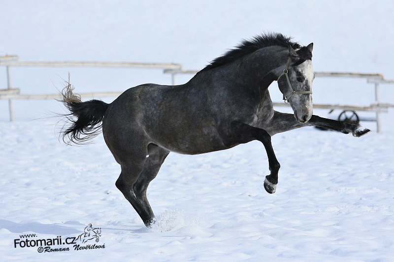 LASSPOUR 180217_1_160