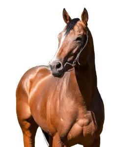 Klermont_Valencio